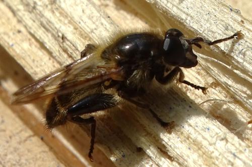 Brachypalpus valgus